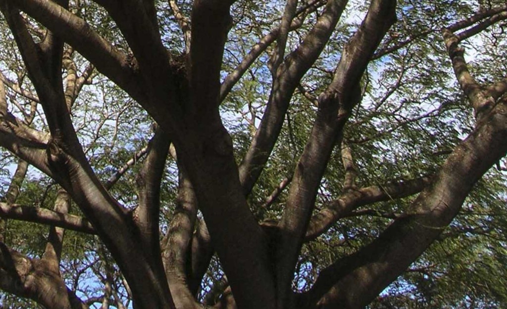 PAROTAS – Carpentry and Custom Furniture – MEXICO