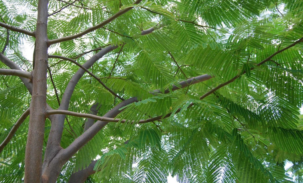 PAROTAS – Carpentry and Custom Furniture – MEXICO