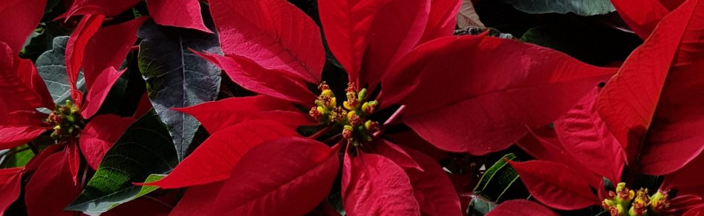 PAROTAS – Carpentry and Custom Furniture – MEXICO