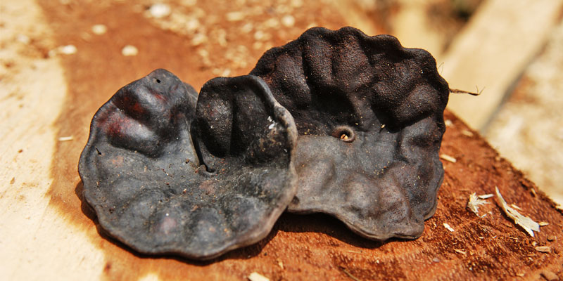 PAROTAS – Carpentry and Custom Furniture – MEXICO