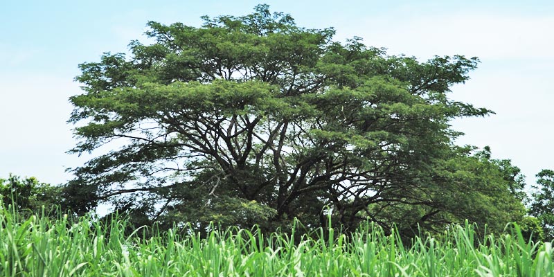 PAROTAS – Carpentry and Custom Furniture – MEXICO